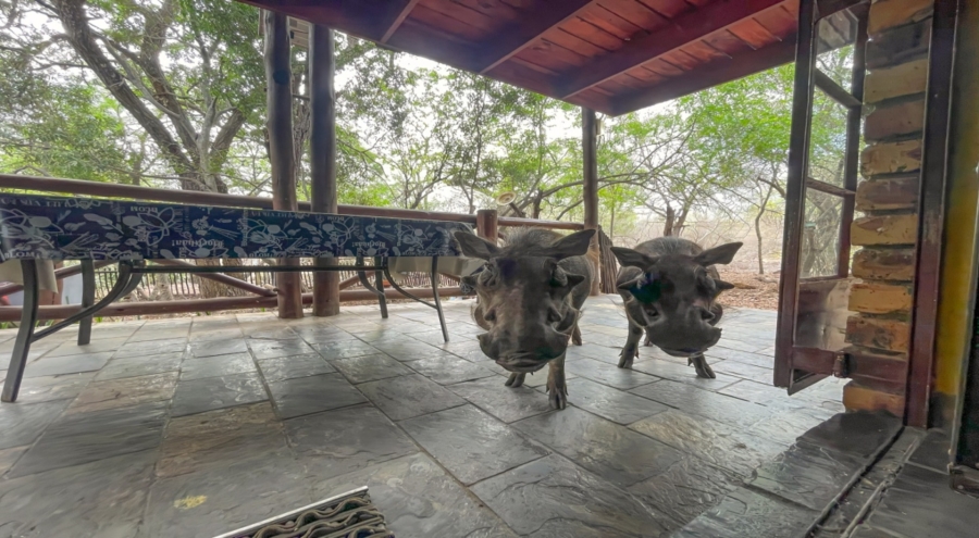 1 Bedroom Property for Sale in Marloth Park Mpumalanga