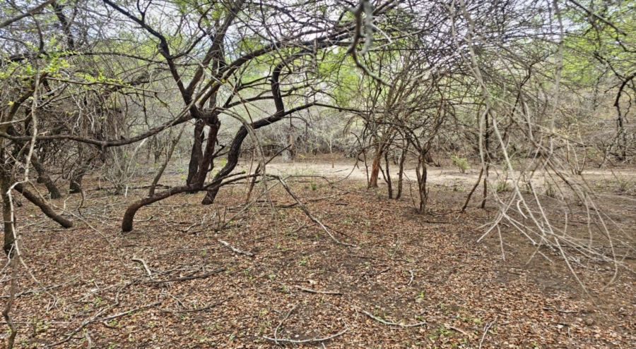 0 Bedroom Property for Sale in Marloth Park Mpumalanga