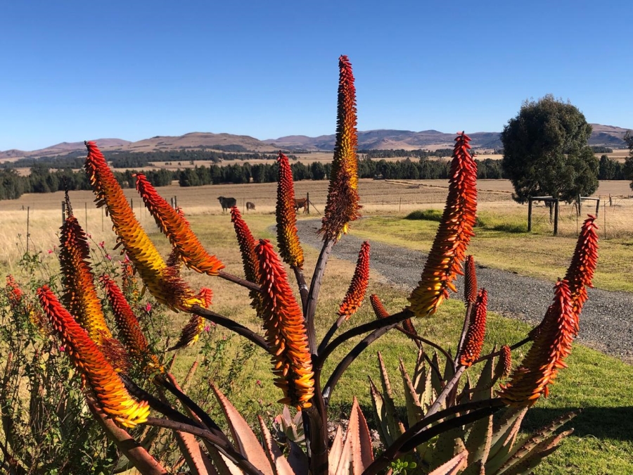 6 Bedroom Property for Sale in Volksrust Mpumalanga