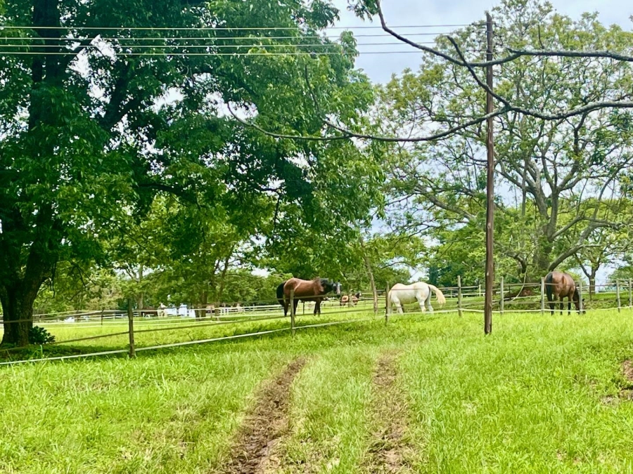 4 Bedroom Property for Sale in Nelspruit Ext 39 Mpumalanga