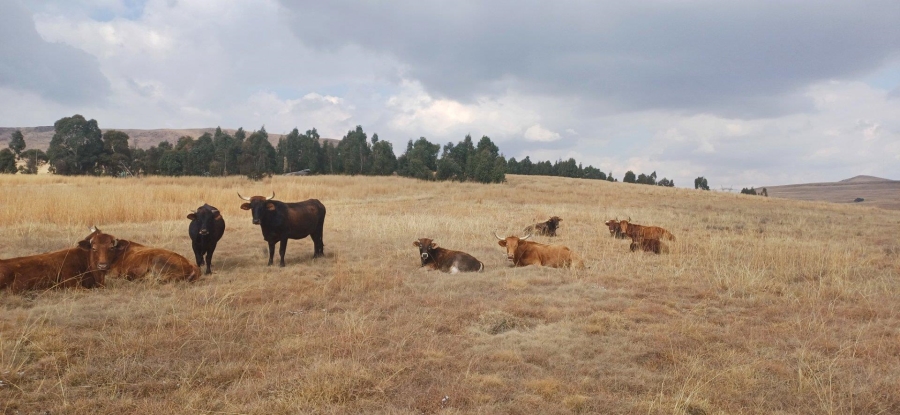 0 Bedroom Property for Sale in Amersfoort Rural Mpumalanga