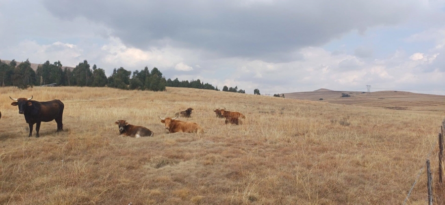 0 Bedroom Property for Sale in Amersfoort Rural Mpumalanga