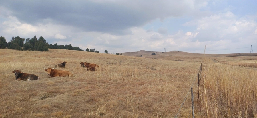 0 Bedroom Property for Sale in Amersfoort Rural Mpumalanga