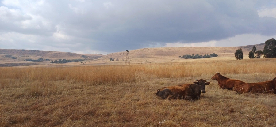 0 Bedroom Property for Sale in Amersfoort Rural Mpumalanga