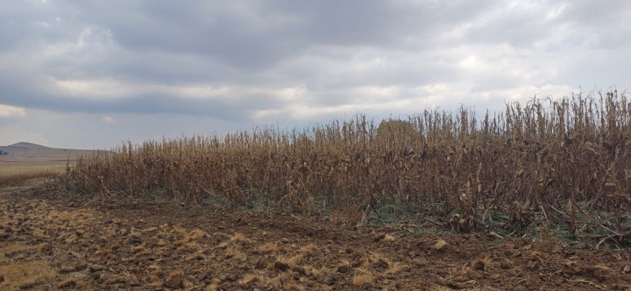 0 Bedroom Property for Sale in Amersfoort Rural Mpumalanga