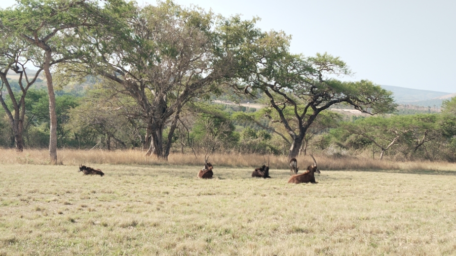 0 Bedroom Property for Sale in Sonheuwel Ext 1 Mpumalanga