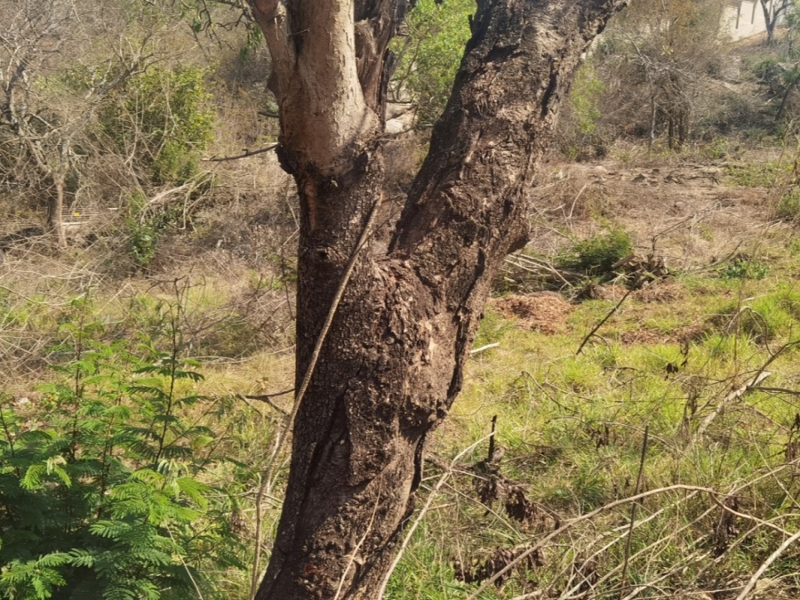 0 Bedroom Property for Sale in Drum Rock Mpumalanga