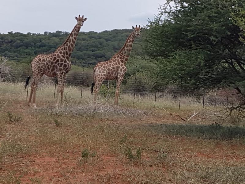 19 Bedroom Property for Sale in Marble Hall Mpumalanga