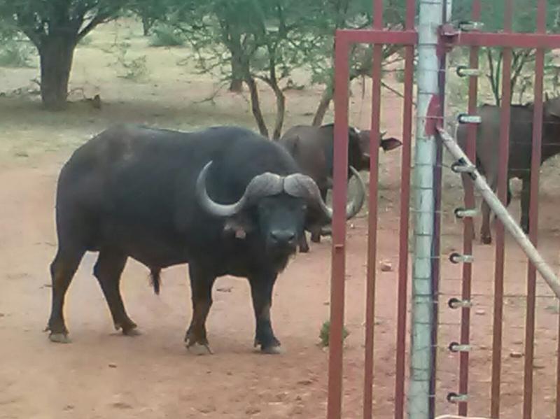 19 Bedroom Property for Sale in Marble Hall Mpumalanga