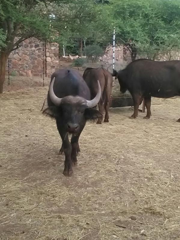 19 Bedroom Property for Sale in Marble Hall Mpumalanga
