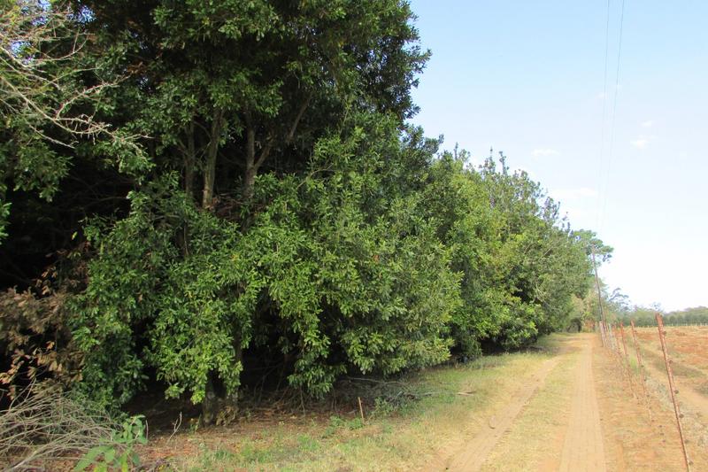 4 Bedroom Property for Sale in White River AH Mpumalanga