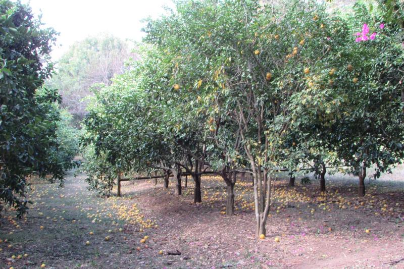 4 Bedroom Property for Sale in White River AH Mpumalanga