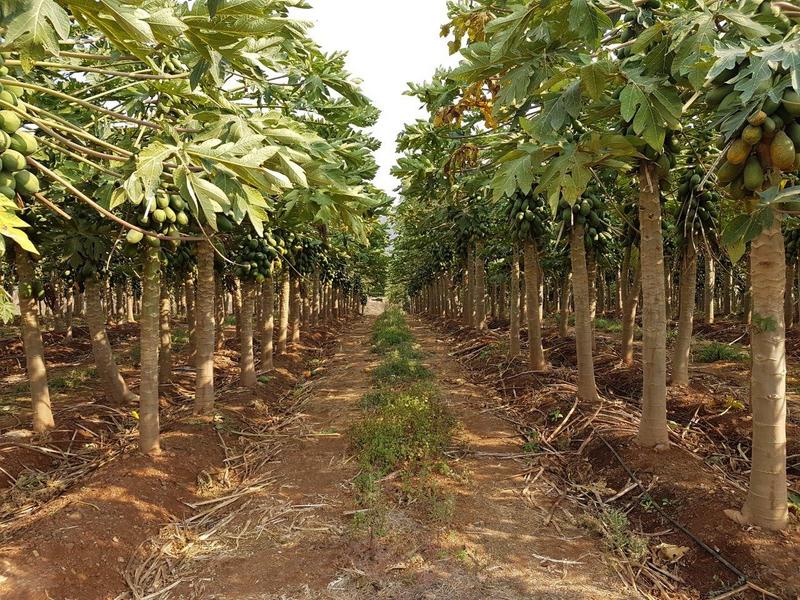 0 Bedroom Property for Sale in Barberton Mpumalanga