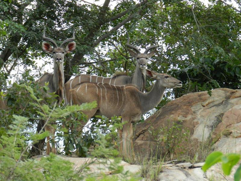 0 Bedroom Property for Sale in Barberton Mpumalanga