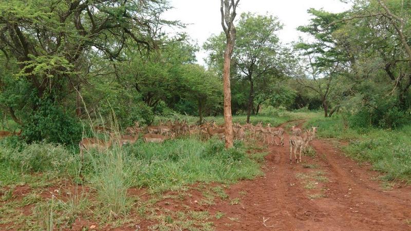 0 Bedroom Property for Sale in Barberton Mpumalanga