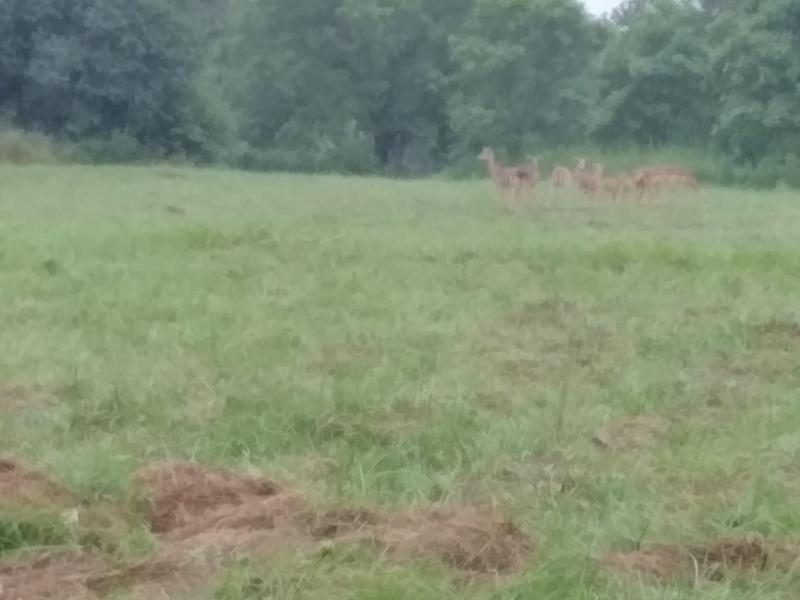 0 Bedroom Property for Sale in White River Estates Mpumalanga