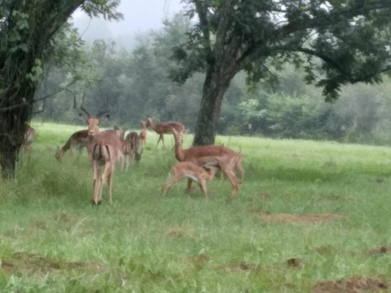 0 Bedroom Property for Sale in White River Estates Mpumalanga