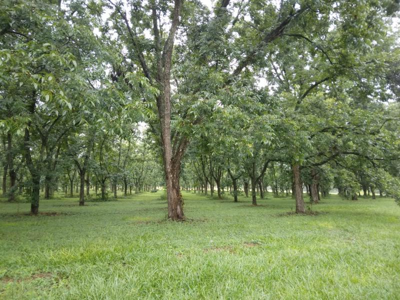 0 Bedroom Property for Sale in White River Estates Mpumalanga