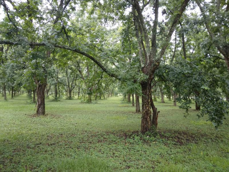 0 Bedroom Property for Sale in White River Estates Mpumalanga