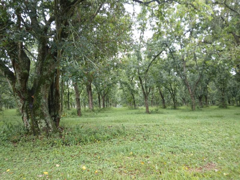 0 Bedroom Property for Sale in White River Estates Mpumalanga