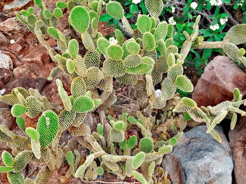 4 Bedroom Property for Sale in Barberton Mpumalanga