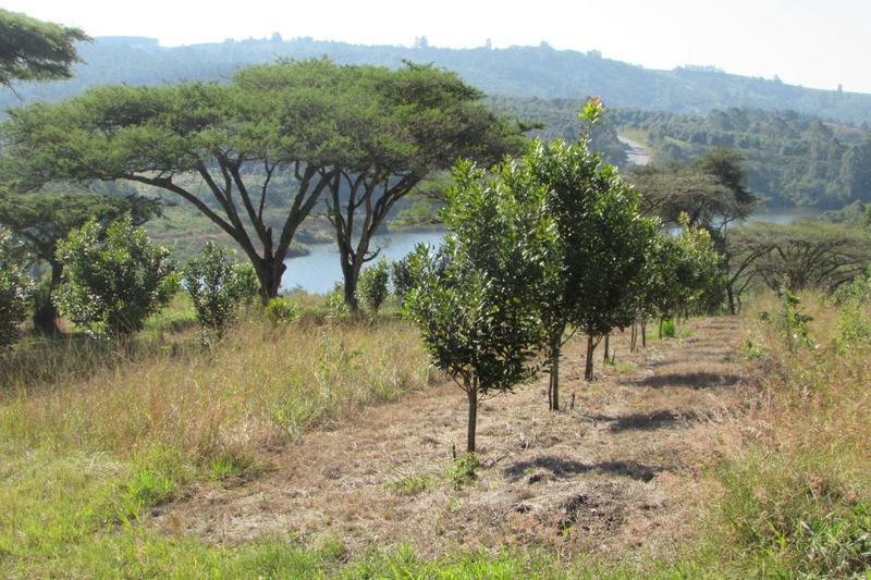 0 Bedroom Property for Sale in White River Rural Mpumalanga