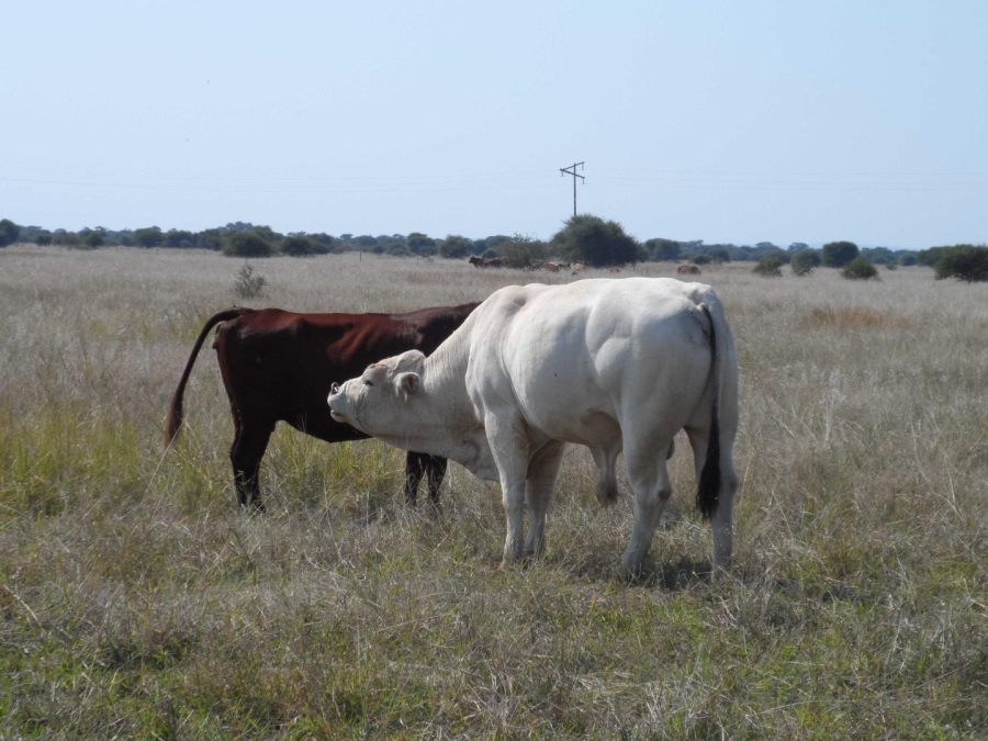 0 Bedroom Property for Sale in Marble Hall Mpumalanga