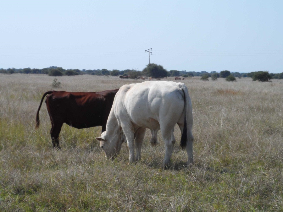 0 Bedroom Property for Sale in Marble Hall Mpumalanga