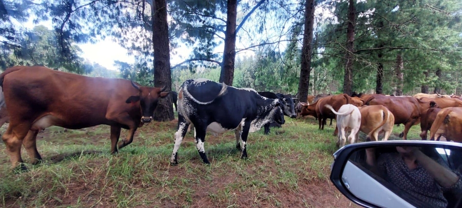 0 Bedroom Property for Sale in Belfast Mpumalanga