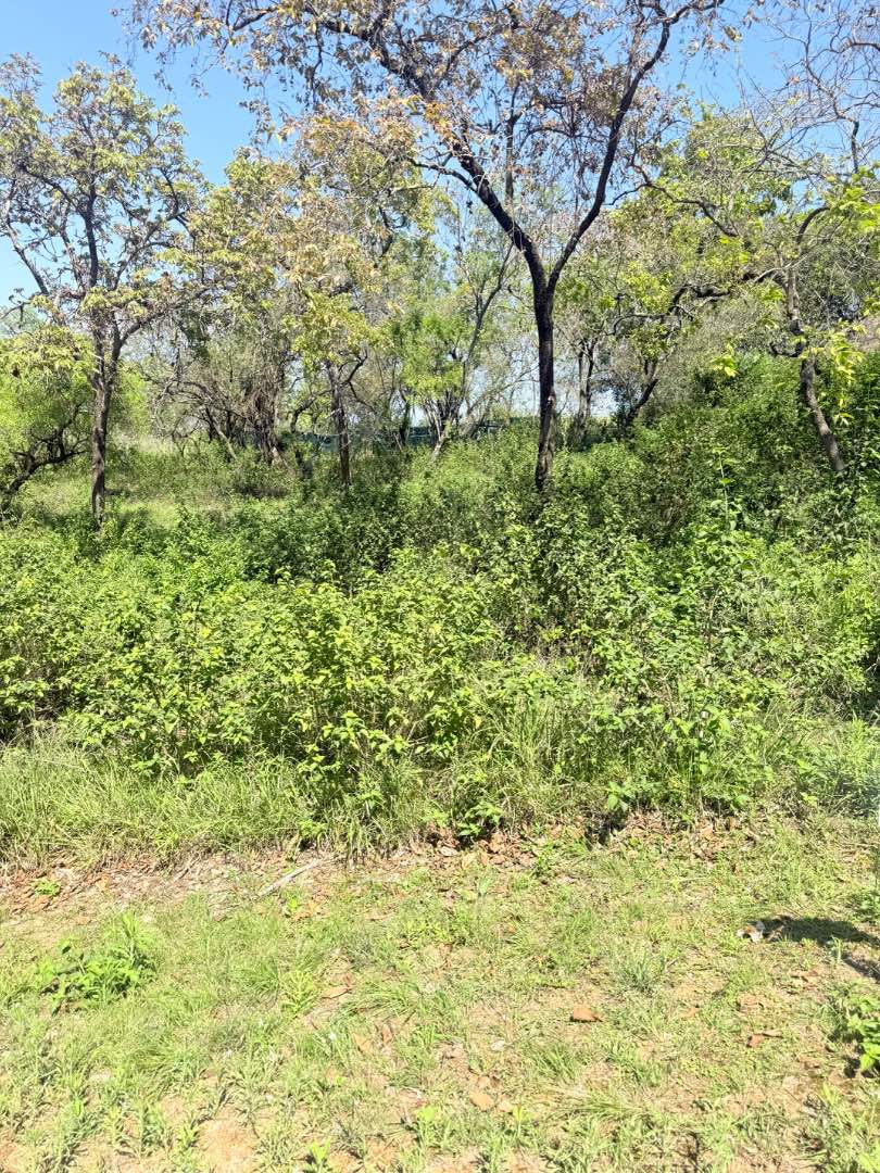 0 Bedroom Property for Sale in Drum Rock Mpumalanga