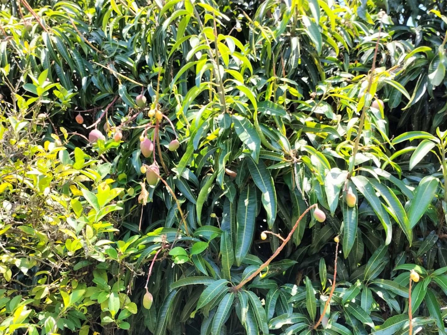 3 Bedroom Property for Sale in Nelspruit Rural Mpumalanga