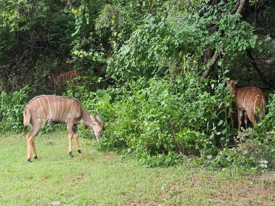 3 Bedroom Property for Sale in Hazyview Mpumalanga