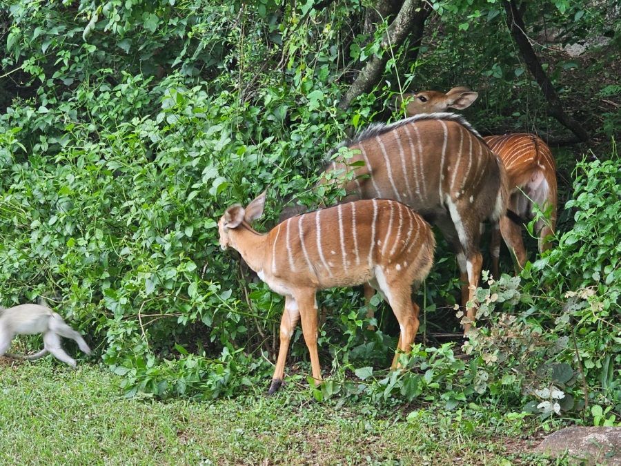 3 Bedroom Property for Sale in Hazyview Mpumalanga