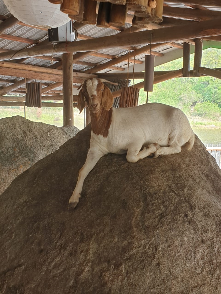 Commercial Property for Sale in Nelspruit Rural Mpumalanga