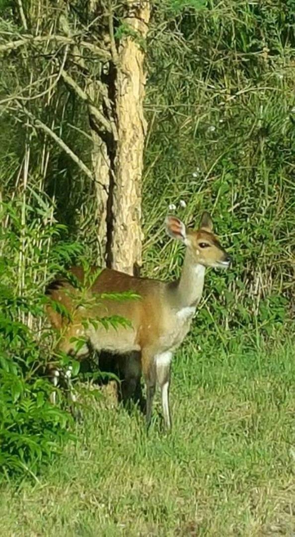 Commercial Property for Sale in Nelspruit Rural Mpumalanga