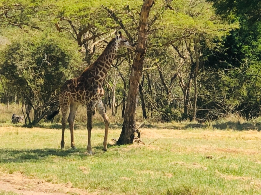Commercial Property for Sale in Wild Fig Country Estate Mpumalanga
