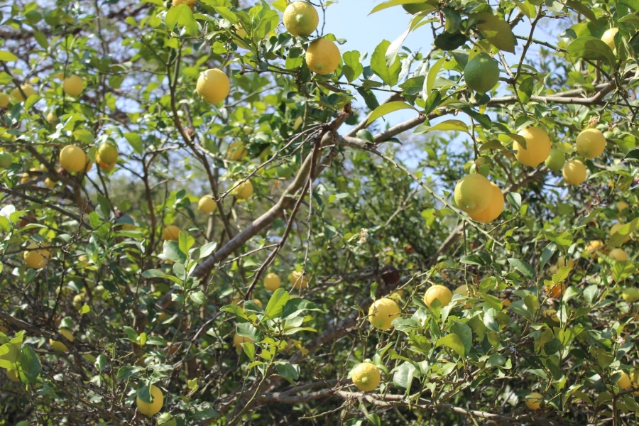 4 Bedroom Property for Sale in The Edge Mpumalanga