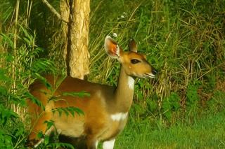 5 Bedroom Property for Sale in Nelspruit Rural Mpumalanga