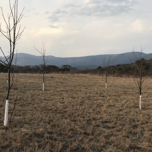 5 Bedroom Property for Sale in Nelspruit Rural Mpumalanga