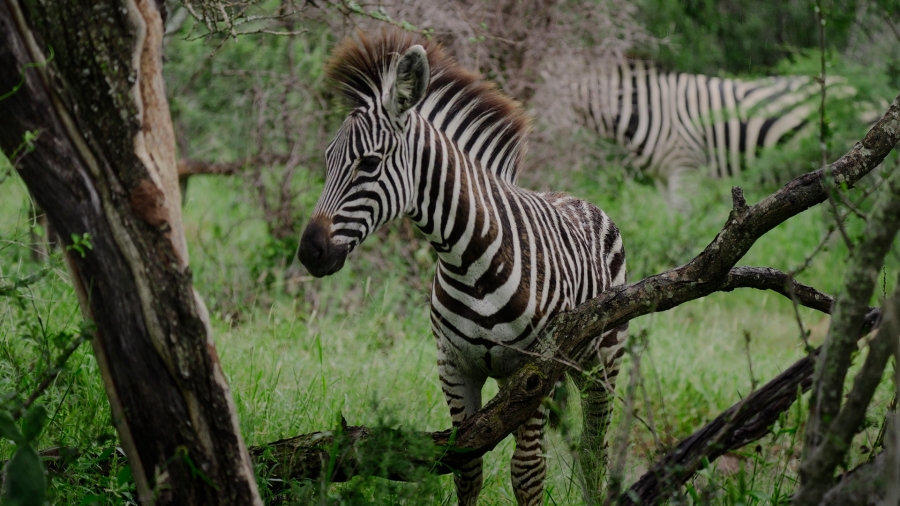 0 Bedroom Property for Sale in Alkmaar Mpumalanga