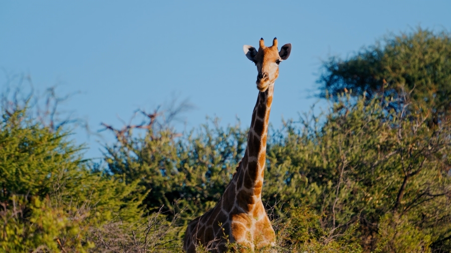 0 Bedroom Property for Sale in Alkmaar Mpumalanga