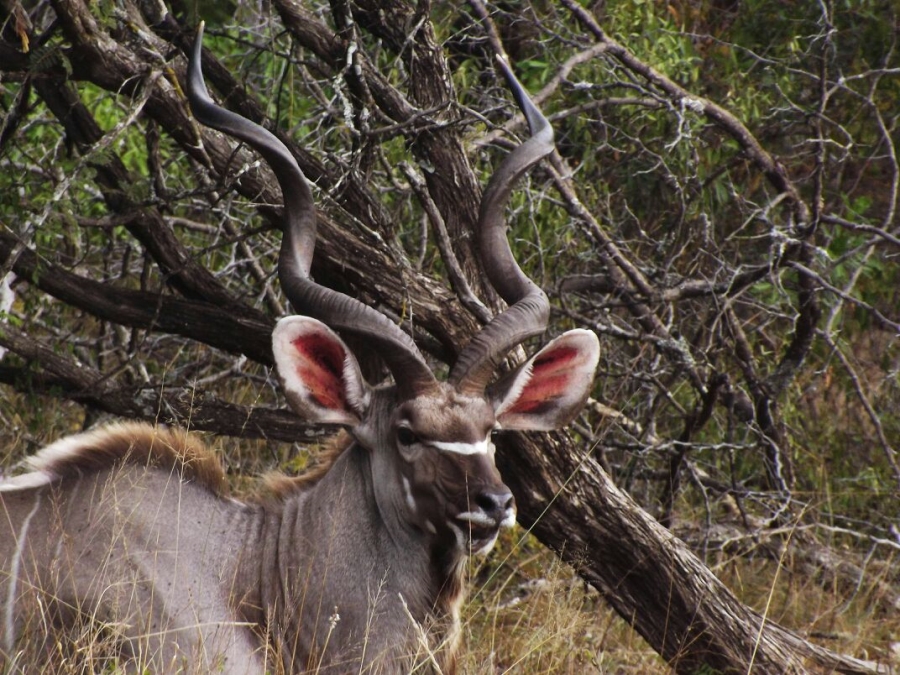 Commercial Property for Sale in Nelspruit Rural Mpumalanga