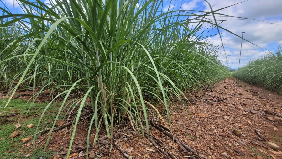 Commercial Property for Sale in Malelane Mpumalanga