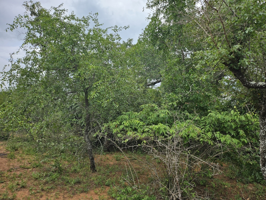 0 Bedroom Property for Sale in Marloth Park Mpumalanga