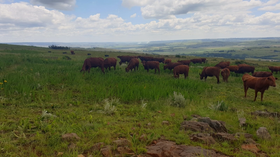 Commercial Property for Sale in Machadodorp Mpumalanga