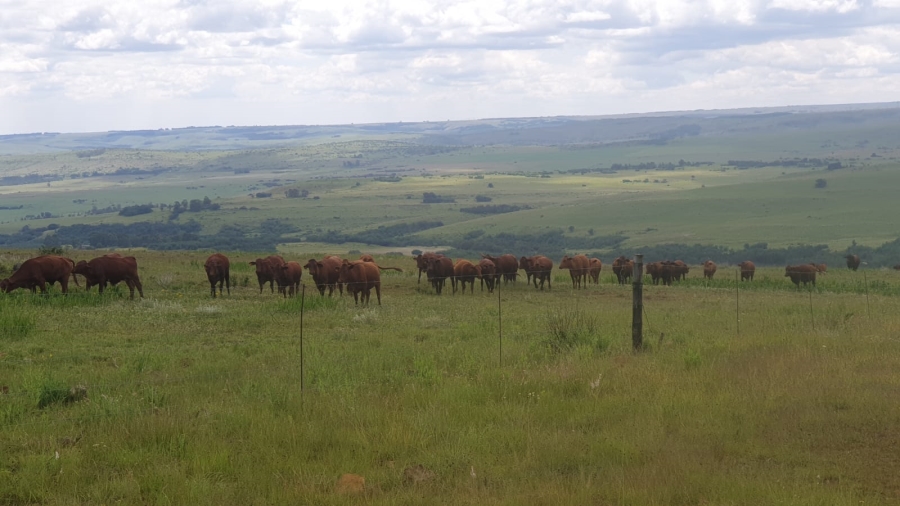 Commercial Property for Sale in Machadodorp Mpumalanga