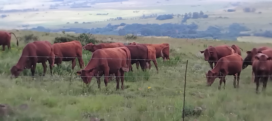 Commercial Property for Sale in Machadodorp Mpumalanga