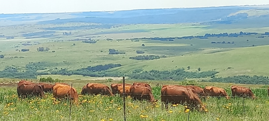 Commercial Property for Sale in Machadodorp Mpumalanga