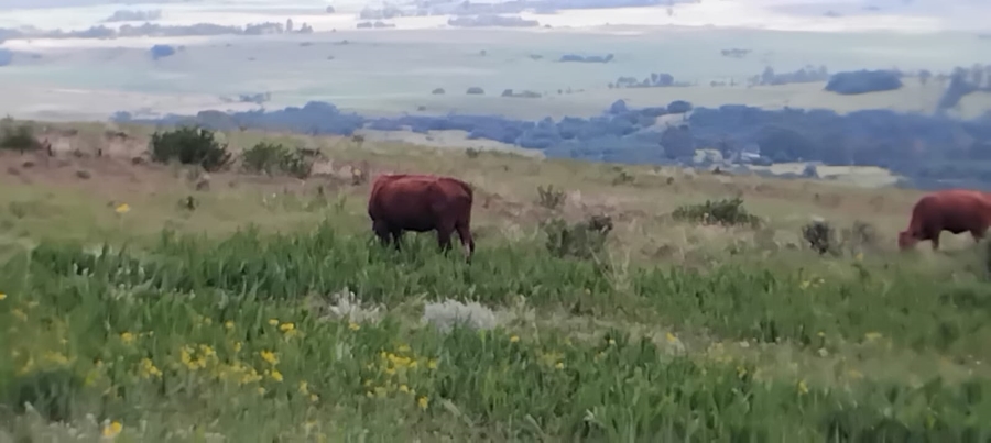 Commercial Property for Sale in Machadodorp Mpumalanga