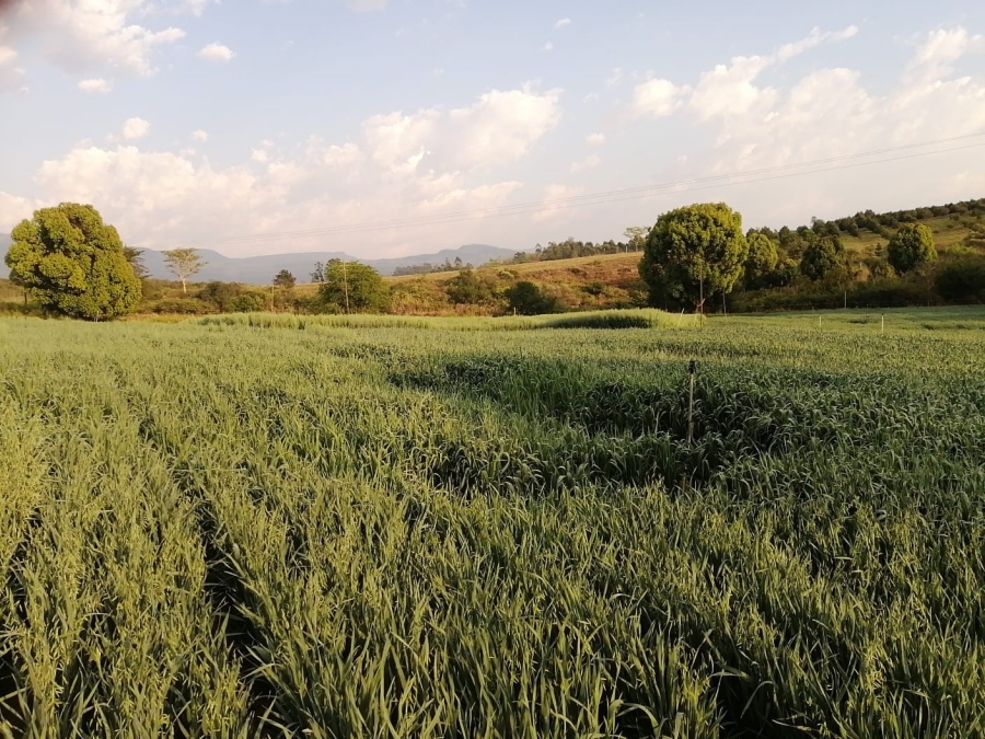 Commercial Property for Sale in Barberton Rural Mpumalanga